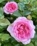 Roseraie du Chatelet rose photo