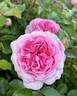 Roseraie du Chatelet rose photo