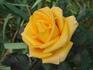Almost Sunset rose photo