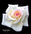 Peter Cottontail ™ rose photo