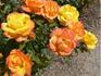 Wildfire rose photo