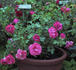 Desert Magic rose photo