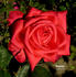 Bienvenu rose photo