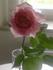 Margaret rose photo