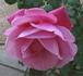 Desert Magic rose photo