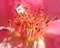 Desert Magic rose photo