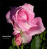 Ultimate Pink ™ rose photo