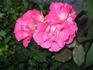 Dancing Pink rose photo