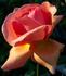 Entente Cordiale rose photo