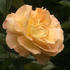 City of Auckland rose photo