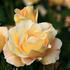 Burma Star rose photo