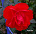 Orange Flame rose photo