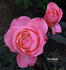 Rose Parade rose photo