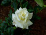 Grand Finale '98 rose photo