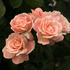 Dear One rose photo