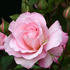 Madam President rose photo