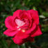 El Catalá rose photo