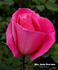 Mrs. Jennie Deverman rose photo
