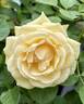 Soft and Sweet rose photo