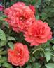 Foxy Lady rose photo