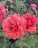 Foxy Lady rose photo