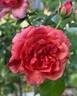 Foxy Lady rose photo