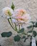 The Albrighton Rambler rose photo
