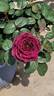 Brindabella's The Nightbird rose photo