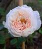 Eckart Witzigmann rose photo