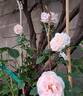 Eckart Witzigmann rose photo