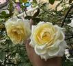 My Girl rose photo