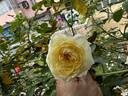 My Girl rose photo