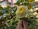 My Girl rose photo