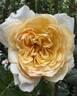 My Girl rose photo