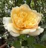 My Girl rose photo
