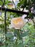 My Girl rose photo