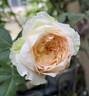 My Girl rose photo