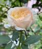 My Girl rose photo