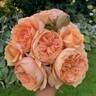 Double Ambre rose photo