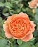 Double Ambre rose photo