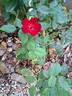 Marondo rose photo