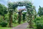 Trappendal rose photo