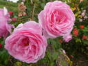 Kiss Me Kate rose photo