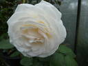 Gräfin Elke zu Rantzau rose photo