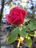 Sir Lancelot rose photo