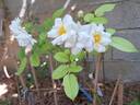 La Grande Motte rose photo