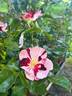 Simsalabim rose photo