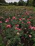 Simsalabim rose photo