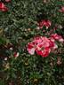 Simsalabim rose photo
