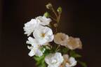 Magna Frisia rose photo